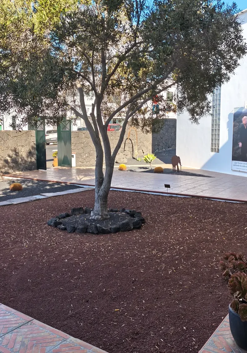 El olivo del Jardín del Olivo, junto al edificio de la Biblioteca de A Casa José Saramago